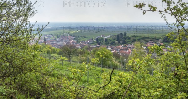 Scenery around Sankt Martin, a municipality in the Southern Wine Route area in Rhineland-Palatinate
