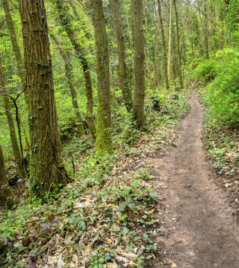 Footpath in a forest around Sankt Martin, a municipality in the Southern Wine Route area in
