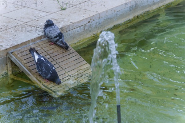 Two pigeons are drinking and resting on a wooden ramp near a fountain with green urban water in