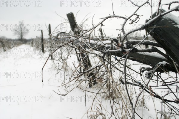 Snow-covered vineyard with bare vines under a grey sky, evoking desolation in London, Ontario,