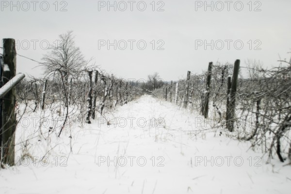 Long snowy vineyard path with bare vines, a tree in the distance in London, Ontario, Canada, North