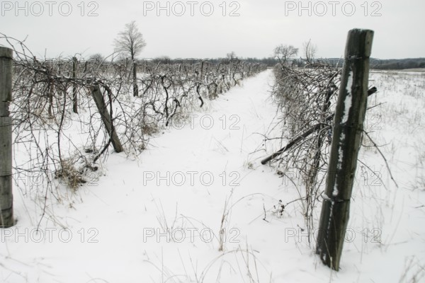 Desolate vineyard in winter, snow covering the ground and bare vines in London, Ontario, Canada,