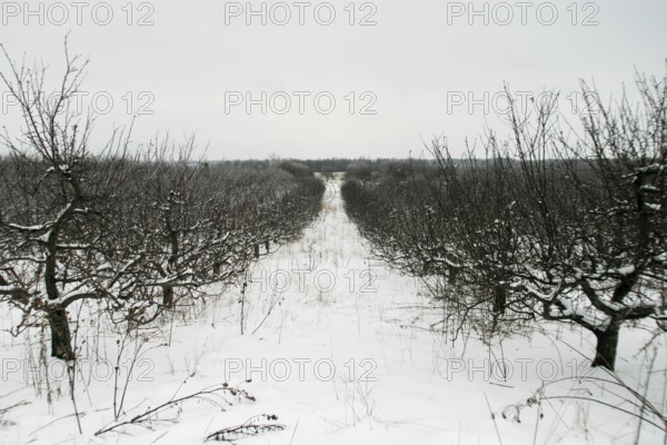 Symmetrical snowy orchard with bare trees under an overcast sky in London, Ontario, Canada, North
