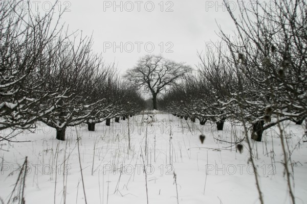 Snow-laden orchard extends toward a lone tree with symmetrical rows in London, Ontario, Canada,