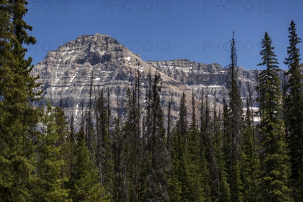 Rocky mountain top rising over pine forest and clear skies inside Yoho National Park, in British