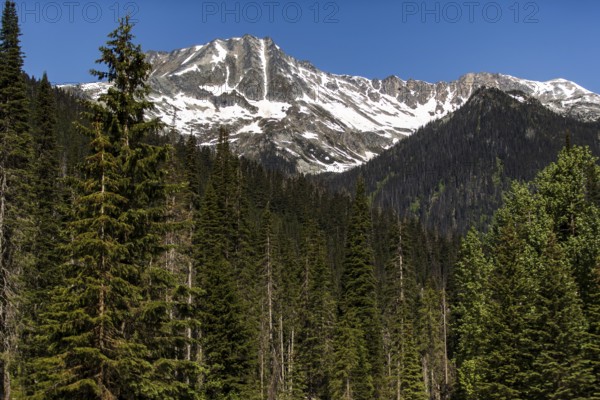 Forest overlaid with towering snowy mountains under a calm sky as viewed along the Trans Canada