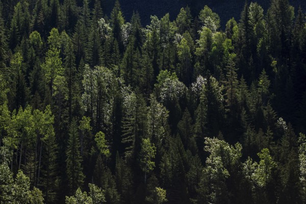 Deep green forest with varied tree heights and patches of sunlight in Revelstoke, British Columbia,