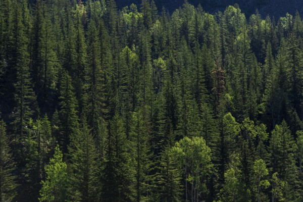 Lush green forest densely packed with sunlight filtering through in Revelstoke, British Columbia,
