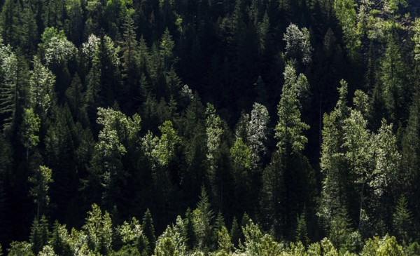 Dense green forest with sunlight highlighting patches of trees in Revelstoke, British Columbia,