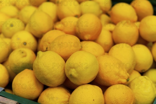 Farmer's market on the Münsterplatz, Stall, Ulm, Baden-Württemberg, Germany, Europe, Fresh yellow