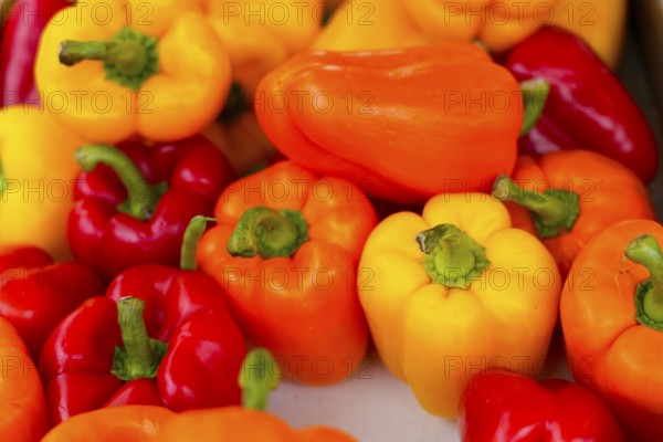 Farmers' market on Münsterplatz, Stall, Ulm, Baden-Württemberg, Germany, Europe, Colourful peppers