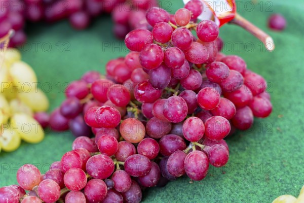 Farmer's market on the Münsterplatz, Stall, Ulm, Baden-Württemberg, Germany, Europe, Red grapes on