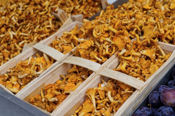 Farmers' market on Münsterplatz, stall, Ulm, Baden-Württemberg, Germany, Europe, Fresh chanterelles