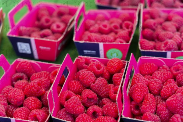 Farmer's market on Münsterplatz, Stall, Ulm, Baden-Württemberg, Germany, Europe, Fresh raspberries
