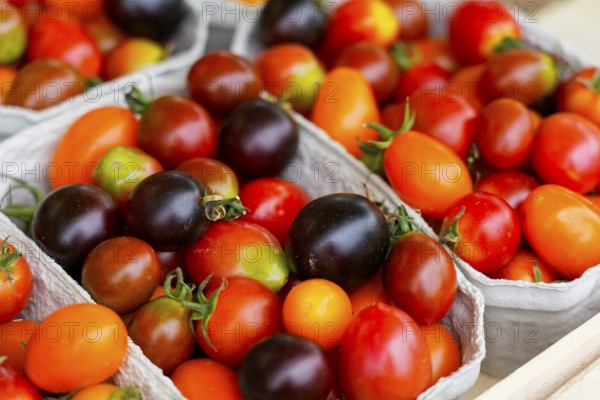 Farmers' market on Münsterplatz, stall, Ulm, Baden-Württemberg, Germany, Europe, Multicoloured