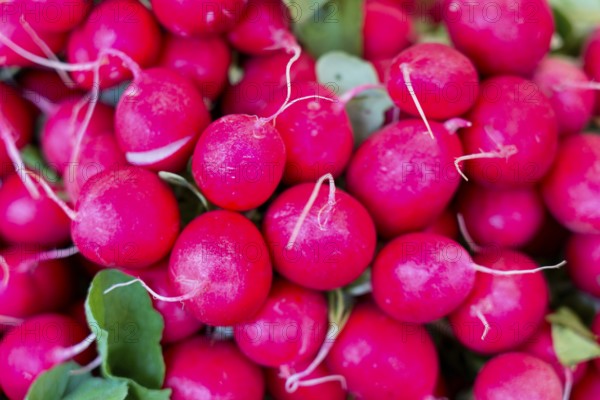 Farmers' market on Münsterplatz, Stall, Ulm, Baden-Württemberg, Germany, Europe, Fresh red radishes