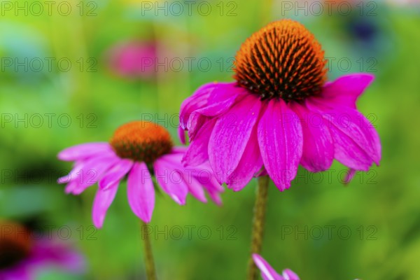 Farmer's market on the Münsterplatz, stall, Ulm, Baden-Württemberg, Germany, Europe, Pink echinacea