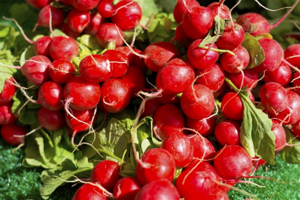 Farmer's market on the Münsterplatz, stall, Ulm, Baden-Württemberg, Germany, Europe, bundle of red,