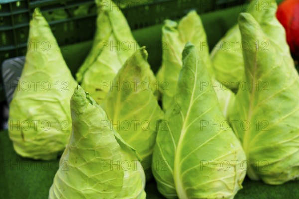 Farmer's market on the Münsterplatz, Stall, Ulm, Baden-Württemberg, Germany, Europe, Fresh pointed