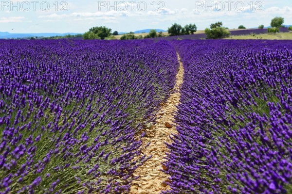 A narrow path through a large lavender field under a cloudy sky, Provence, Département