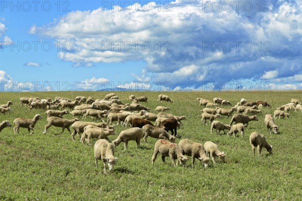 Group of sheep grazing on a green pasture under a dramatic sky, Provence, Département