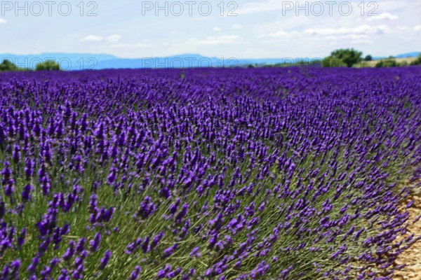 Wide lavender field under a blue sky with mountains in the background, Provence, Département
