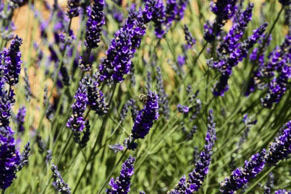 Lavender flowers with a bee, focussed close-up, Provence, Département Alpes-de-Haute-Provence,