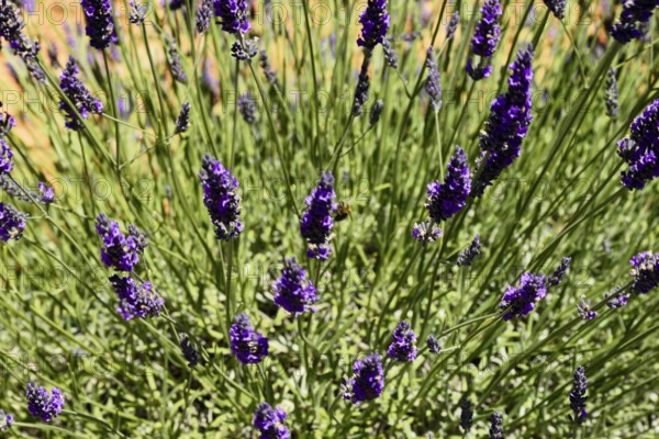 Close-up of blooming lavender with bees in action, Provence, Département Alpes-de-Haute-Provence,