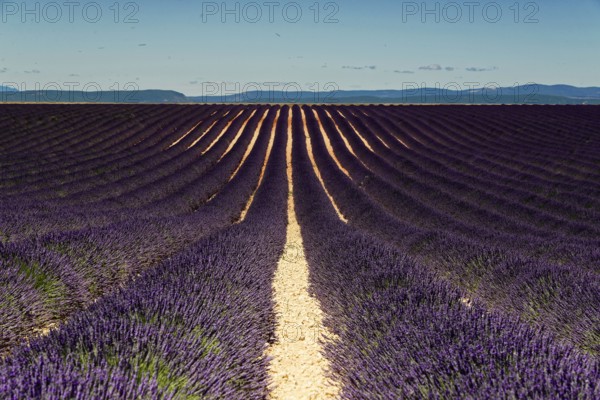 Wide lavender fields under a blue sky with a distant mountain backdrop, Provence, Département