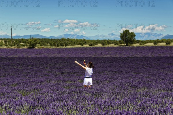 Rows of blooming lavender under a bright blue sky, Blooming lavender field (Lavandula