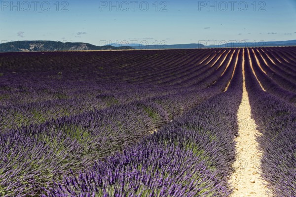 Rows of blooming lavender under a bright blue sky, Blooming lavender field (Lavandula