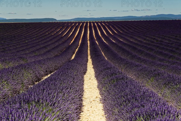 Rows of blooming lavender under a bright blue sky, Blooming lavender field (Lavandula