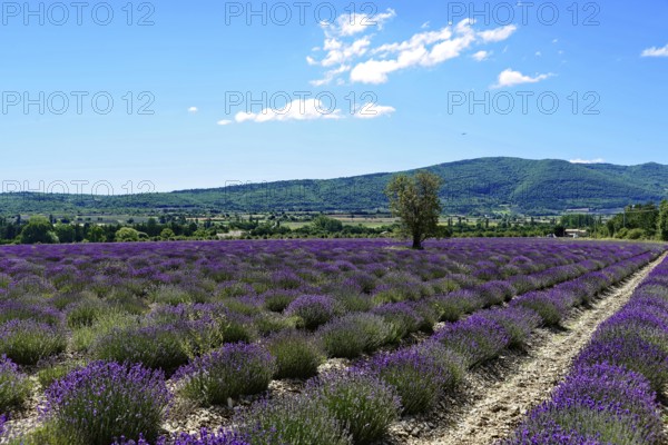 Rows of blooming lavender under a bright blue sky, Blooming lavender field (Lavandula