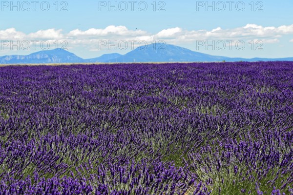 Rows of blooming lavender under a bright blue sky, Blooming lavender field (Lavandula