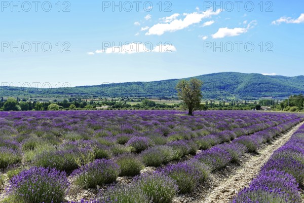 Rows of blooming lavender under a bright blue sky, Blooming lavender field (Lavandula