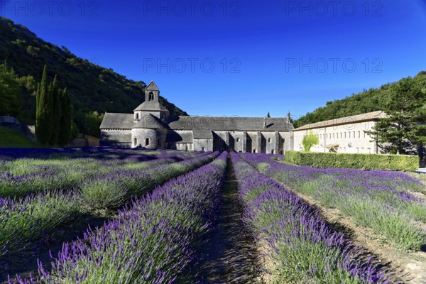 Picturesque monastery with a rich carpet of lavender flowers under a clear blue sky, Cistercian