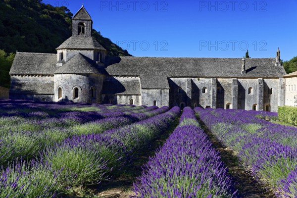 Picturesque monastery with a rich carpet of lavender flowers under a clear blue sky, Cistercian