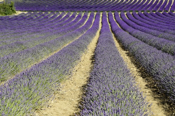 Rows of flowering lavender under a bright blue sky, Flowering lavender field (Lavandula