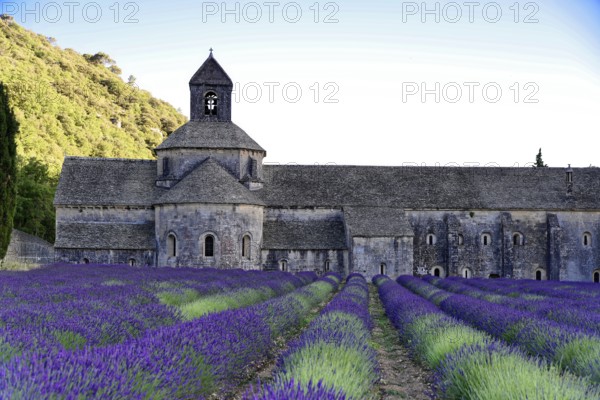 Stone abbey with lavender fields in the foreground, illuminated by soft light, Provence,