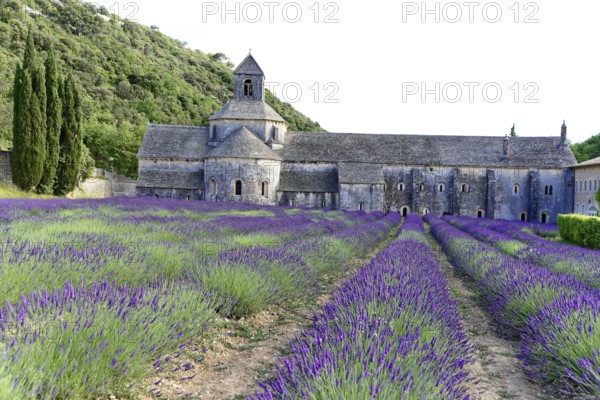 Picturesque monastery with a rich carpet of lavender flowers under a clear blue sky, Cistercian