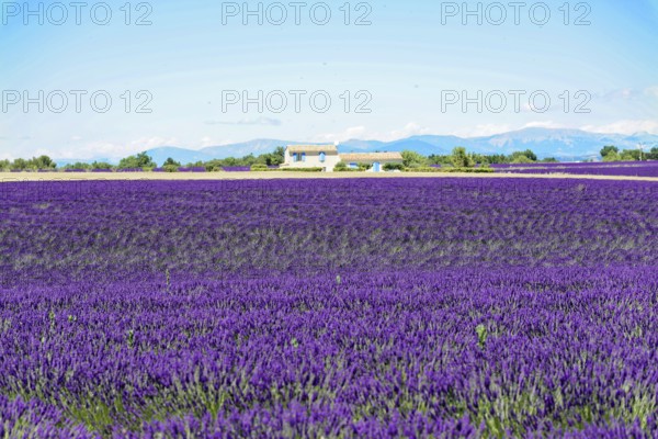 Rows of blooming lavender under a bright blue sky, Blooming lavender field (Lavandula