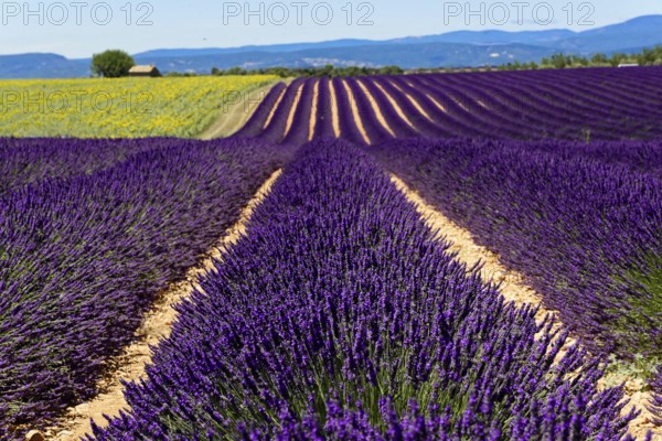 Rows of flowering lavender under a bright blue sky, Flowering lavender field (Lavandula