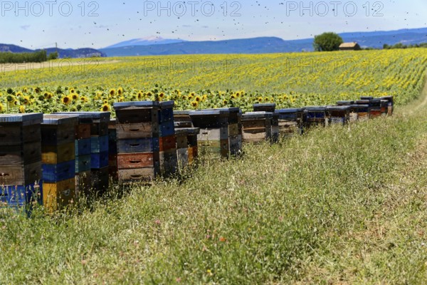 Beehives on a green meadow next to a sunflower field under a blue sky, Provence, Département