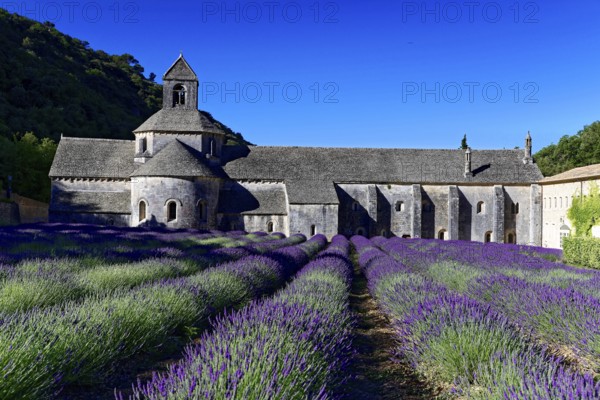 Picturesque monastery with a rich carpet of lavender flowers under a clear blue sky, Cistercian