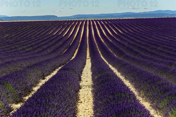 Rows of blooming lavender under a bright blue sky, Blooming lavender field (Lavandula
