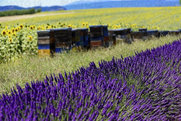Lush lavender fields next to colourful beehives and bright sunflowers, Provence, Département