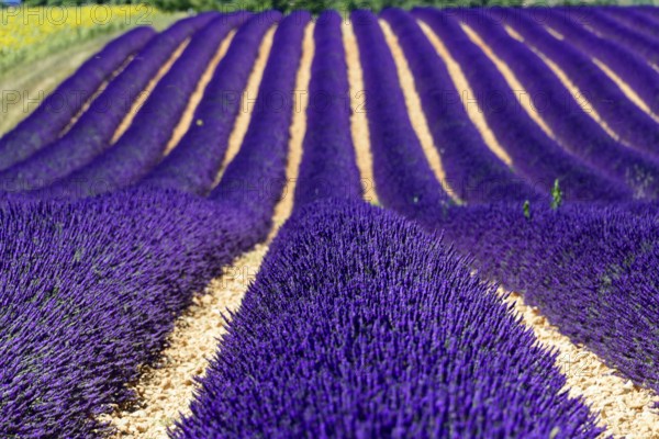Rows of flowering lavender under a bright blue sky, Flowering lavender field (Lavandula