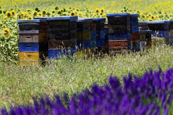 Beehives next to lavender and sunflowers, a living natural landscape, Provence, Département
