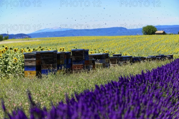 Lavender field in front of beehives and sunflowers, embedded in a mountain landscape, Provence,