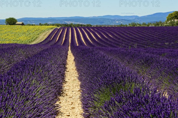 Purple lavender fields in a natural setting with hills and sky, Provence, Département